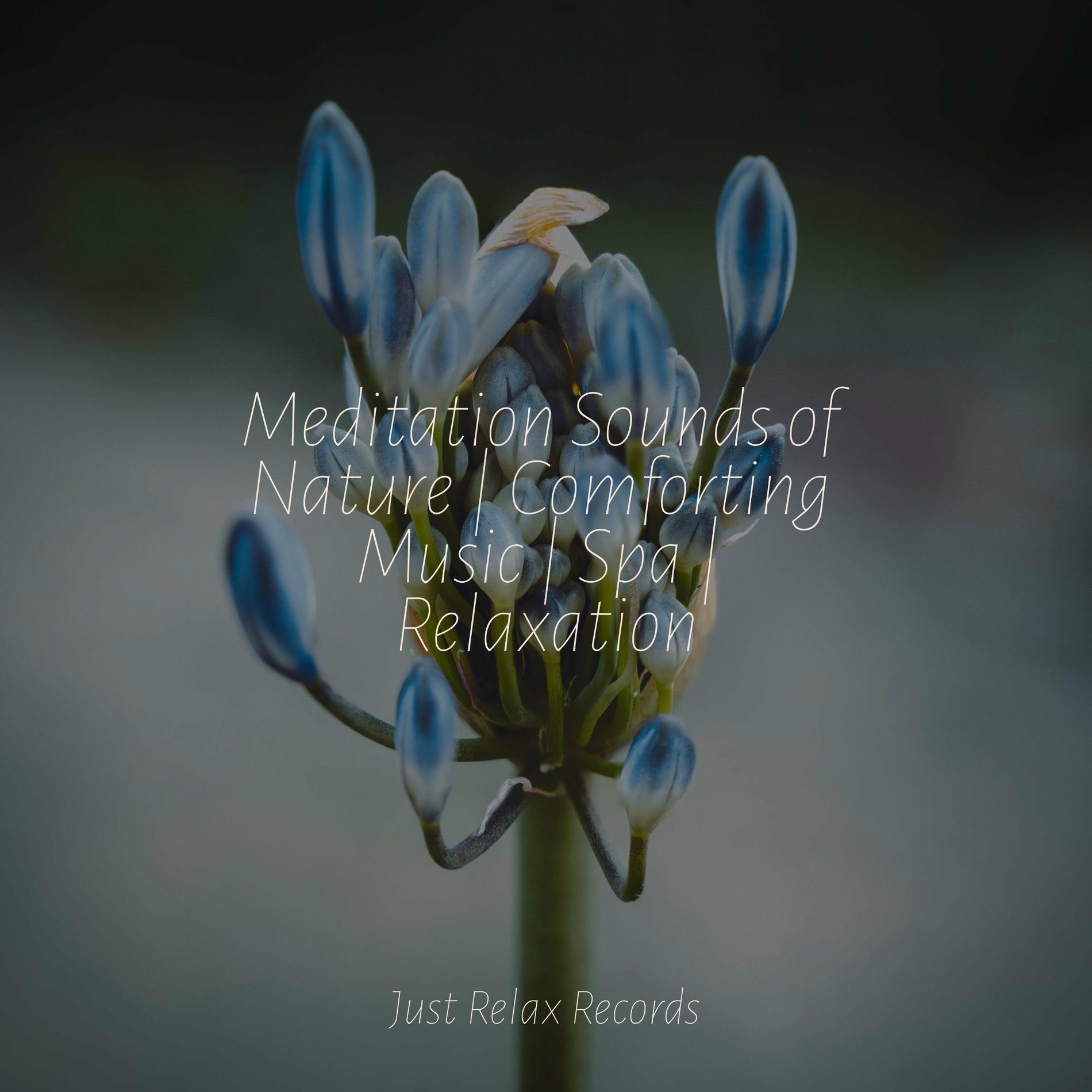 Album cover of Meditation Sounds of Nature | Comforting Music | Spa | Relaxation
