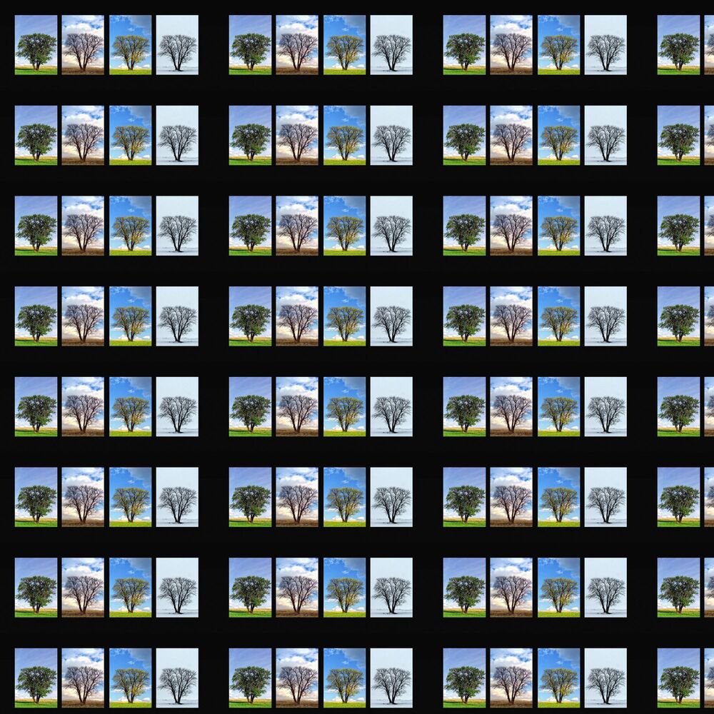 Picture of Biennial