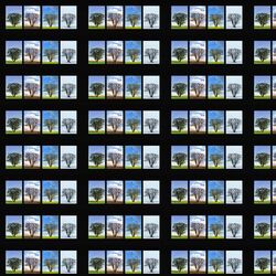 Cover of Biennial