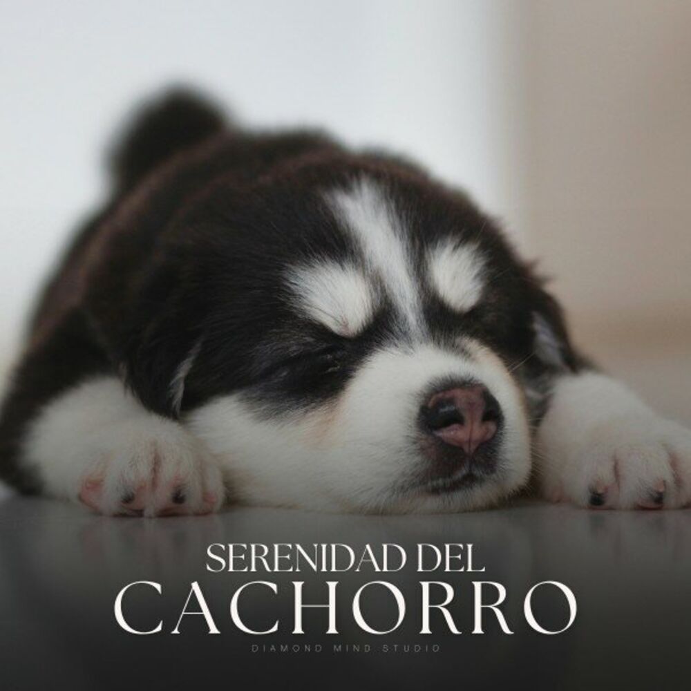 Picture of Serenidad del Cachorro