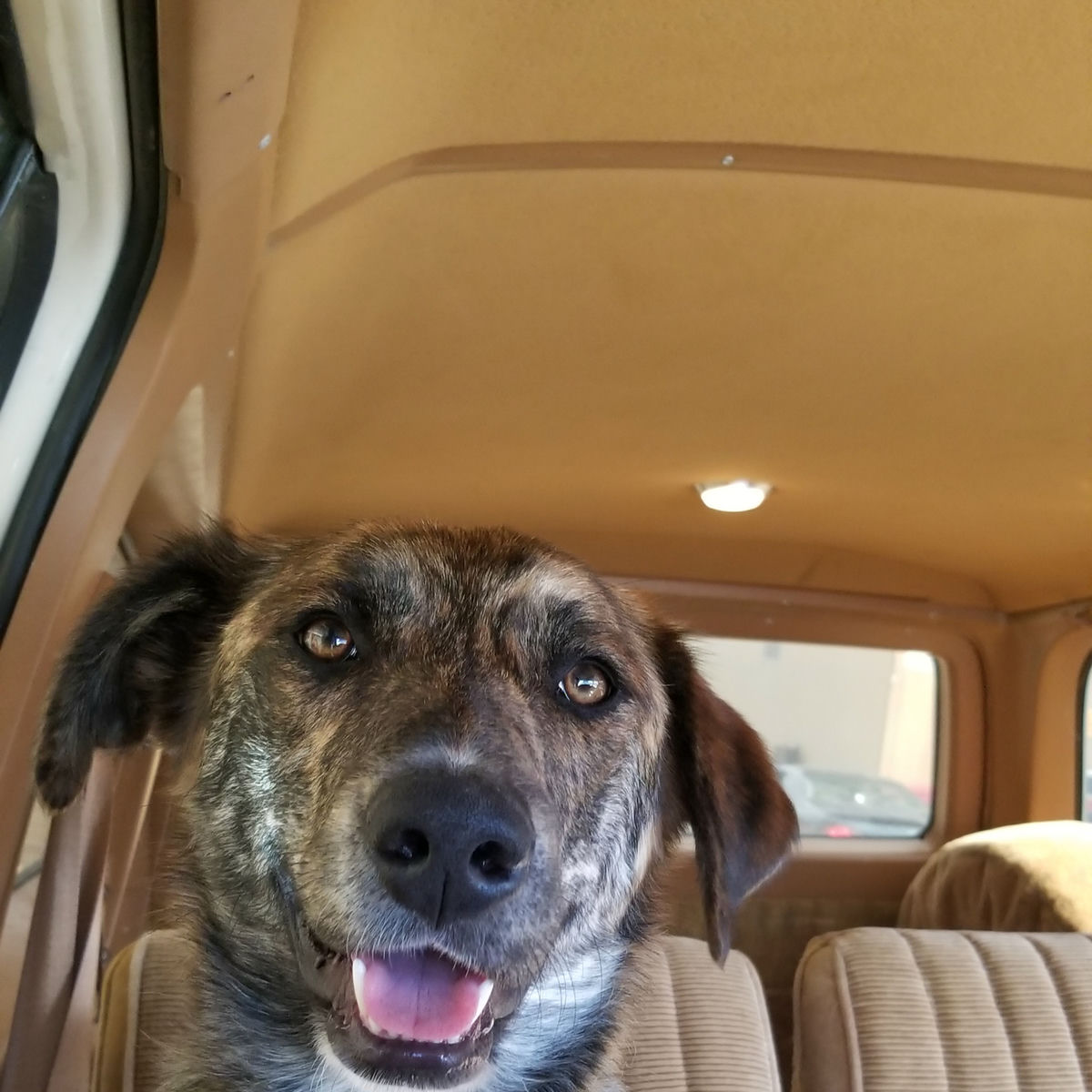 Album cover of Sigourney Fever