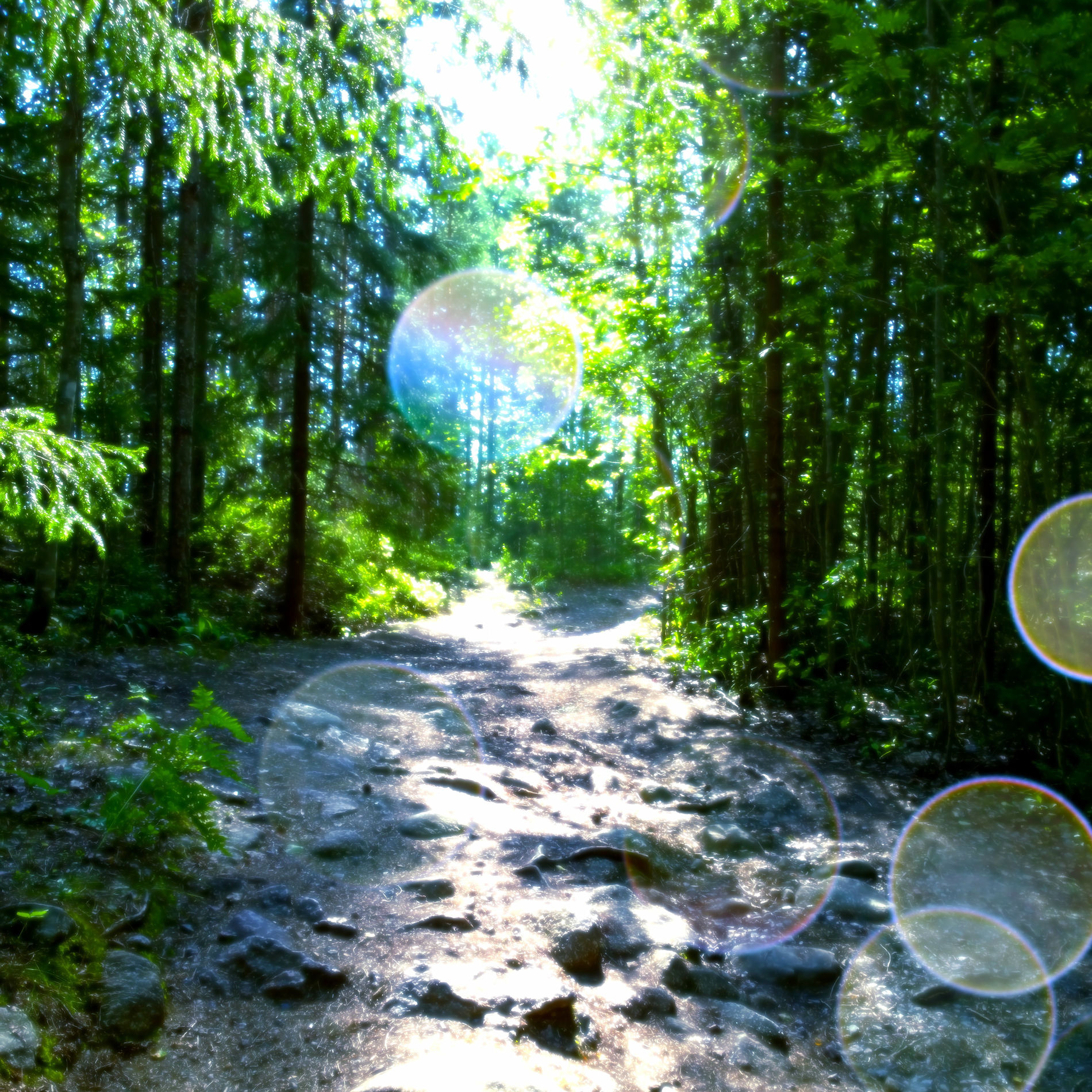 Album cover of Lakeside Forest