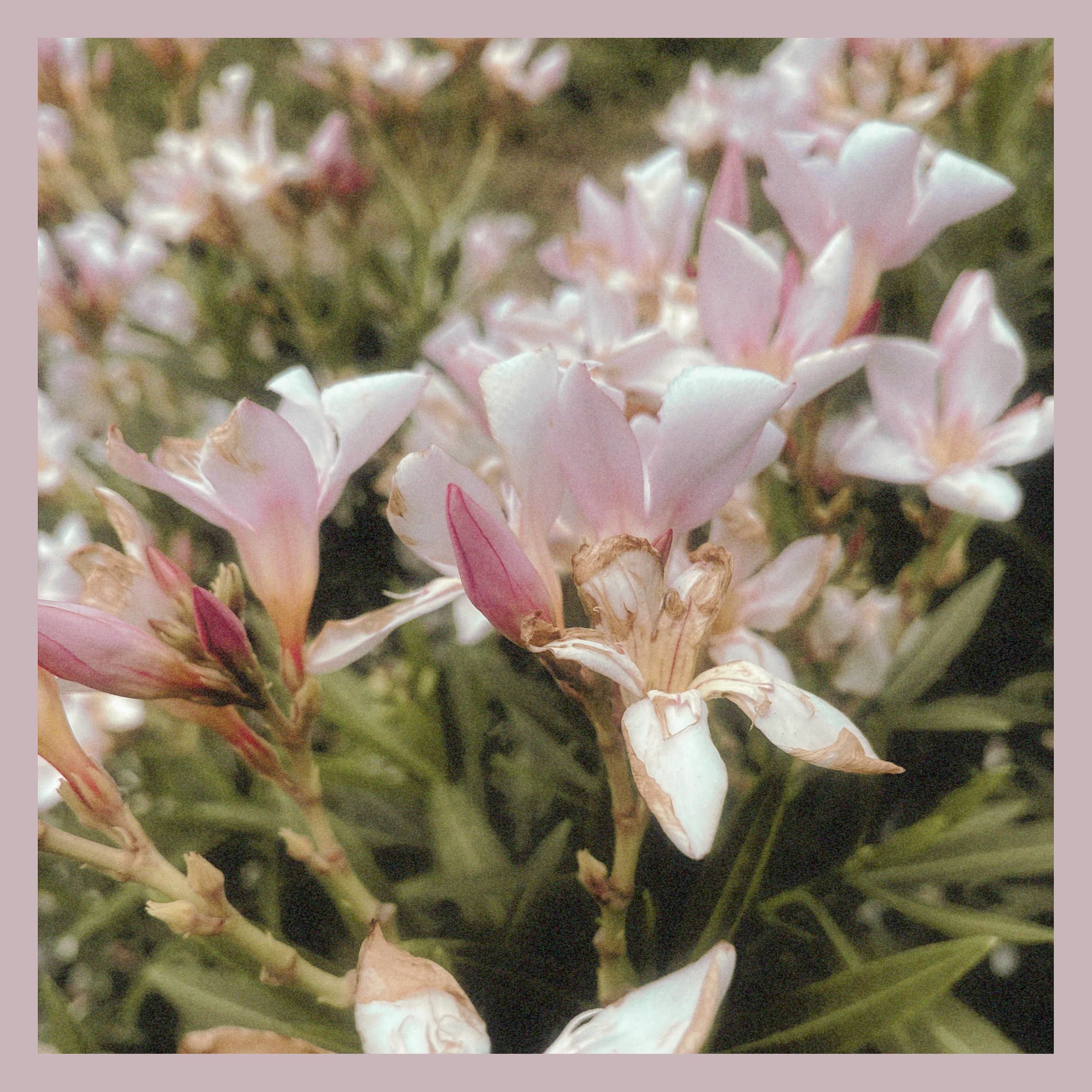 Album cover of Bloom (feat. graydawn)
