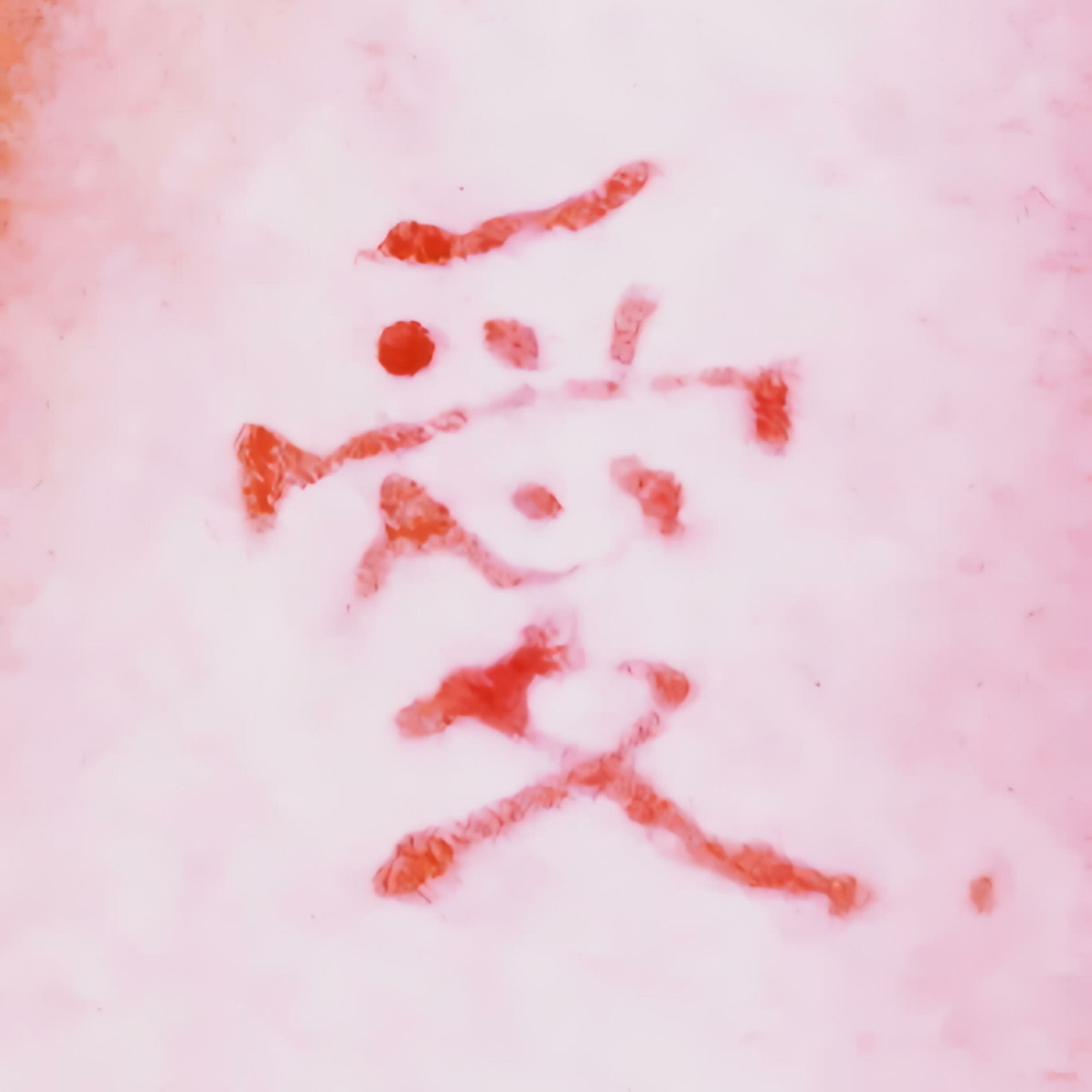 Album cover of 海鸥不再回来
