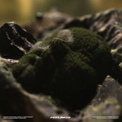 Cover of Feelings