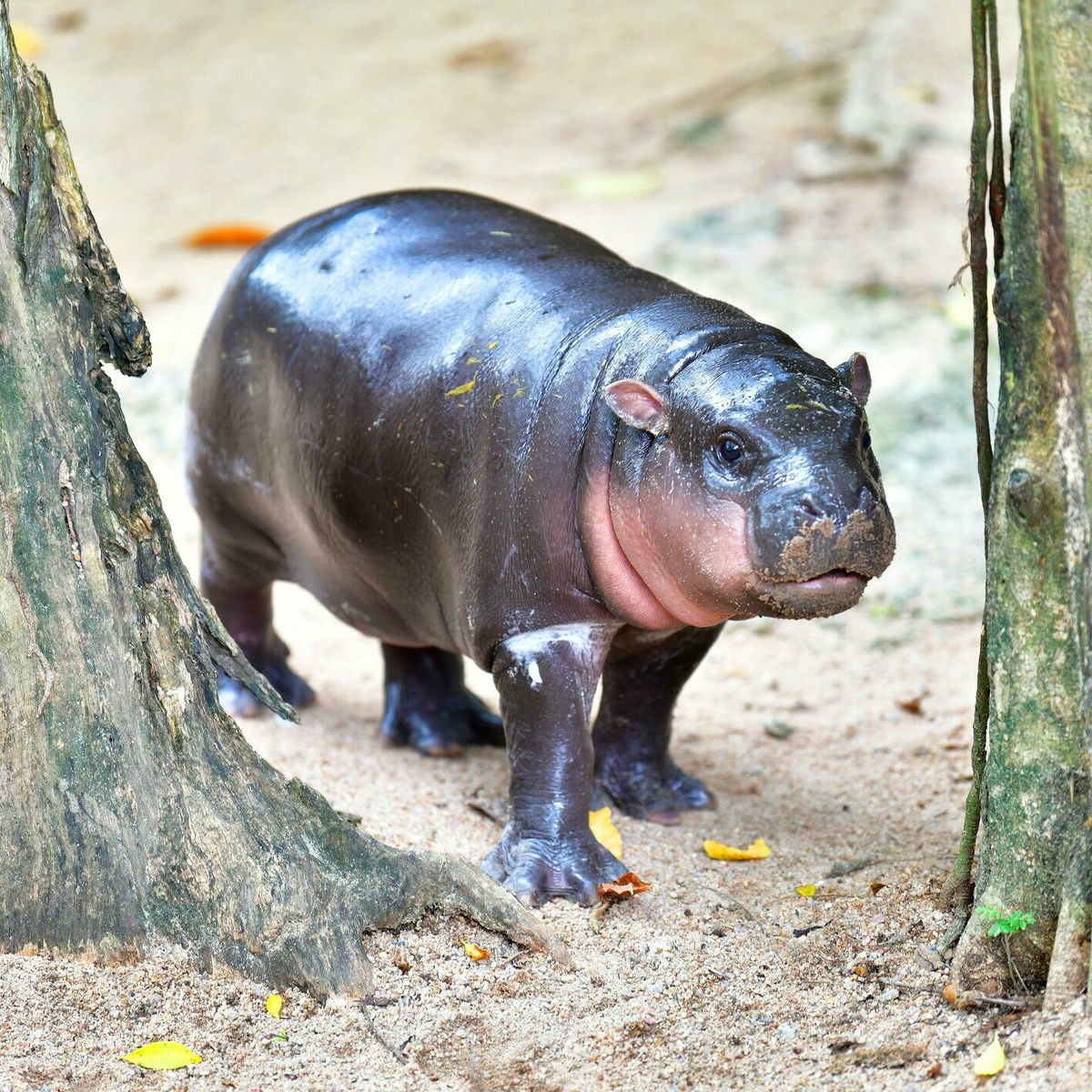 Album cover of I Want a Hippopotamus for Christmas (Hippo the Hero)