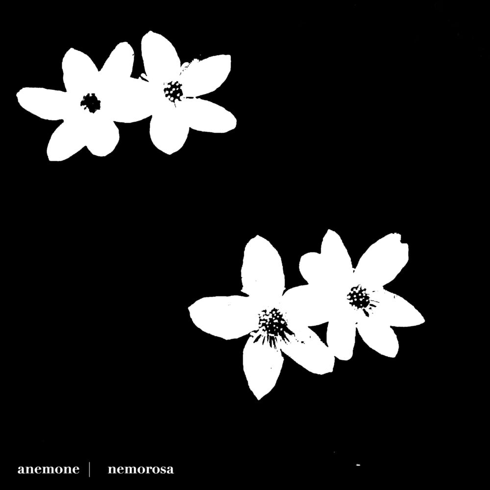 Picture of Nemorosa