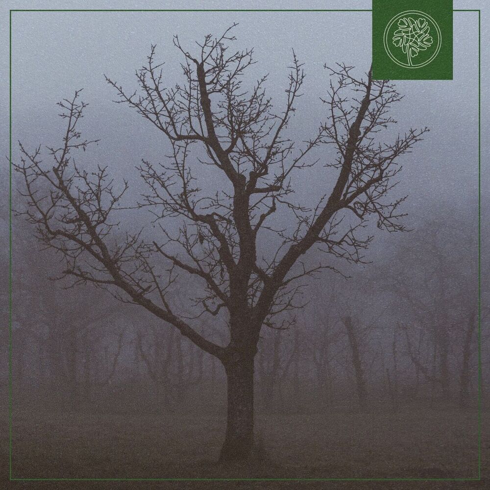 Picture of Misty Woods