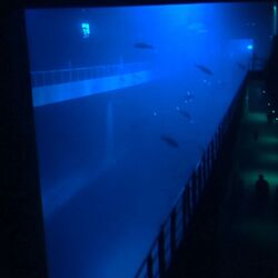 Under The Waters