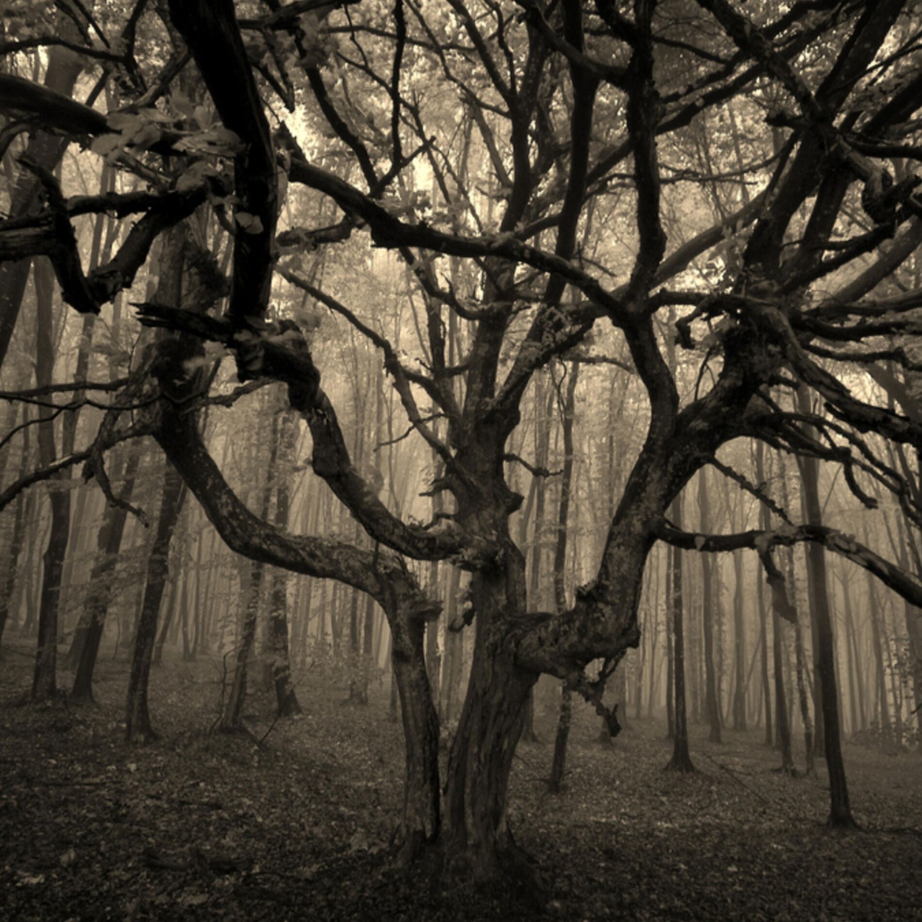 Album cover of Ofelia's Dream