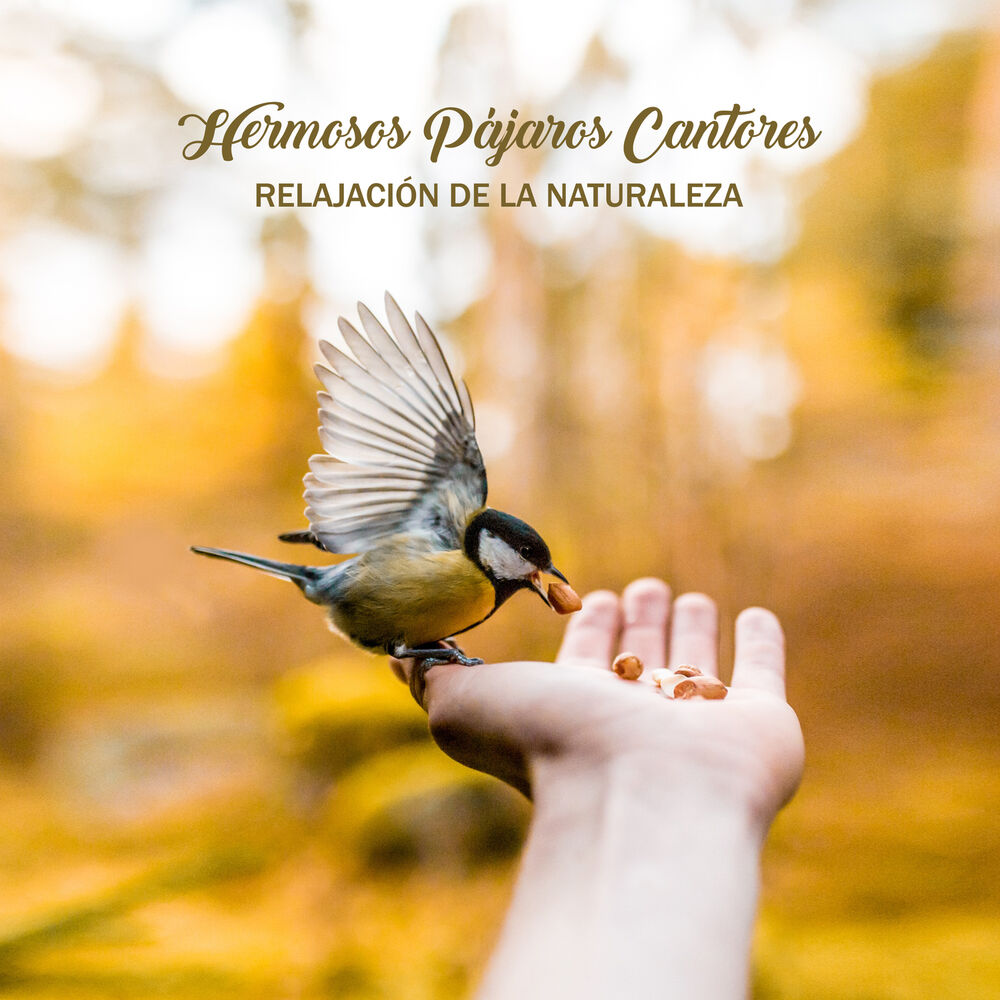 Picture of Hermosos Pájaros Cantores: Relajación de la Naturaleza - Sonidos Asombrosos para Descanso, Dormir, Calma, Meditación, Terapia Zen