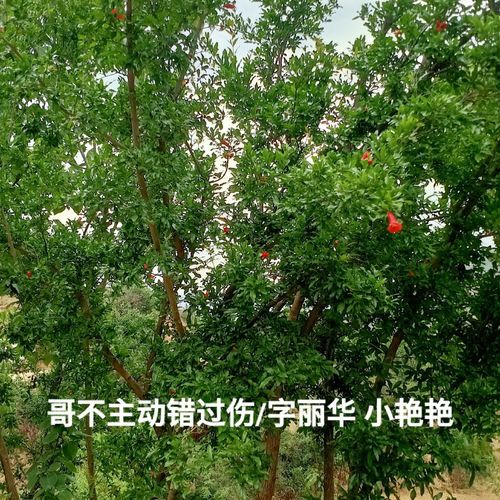 错过忧伤