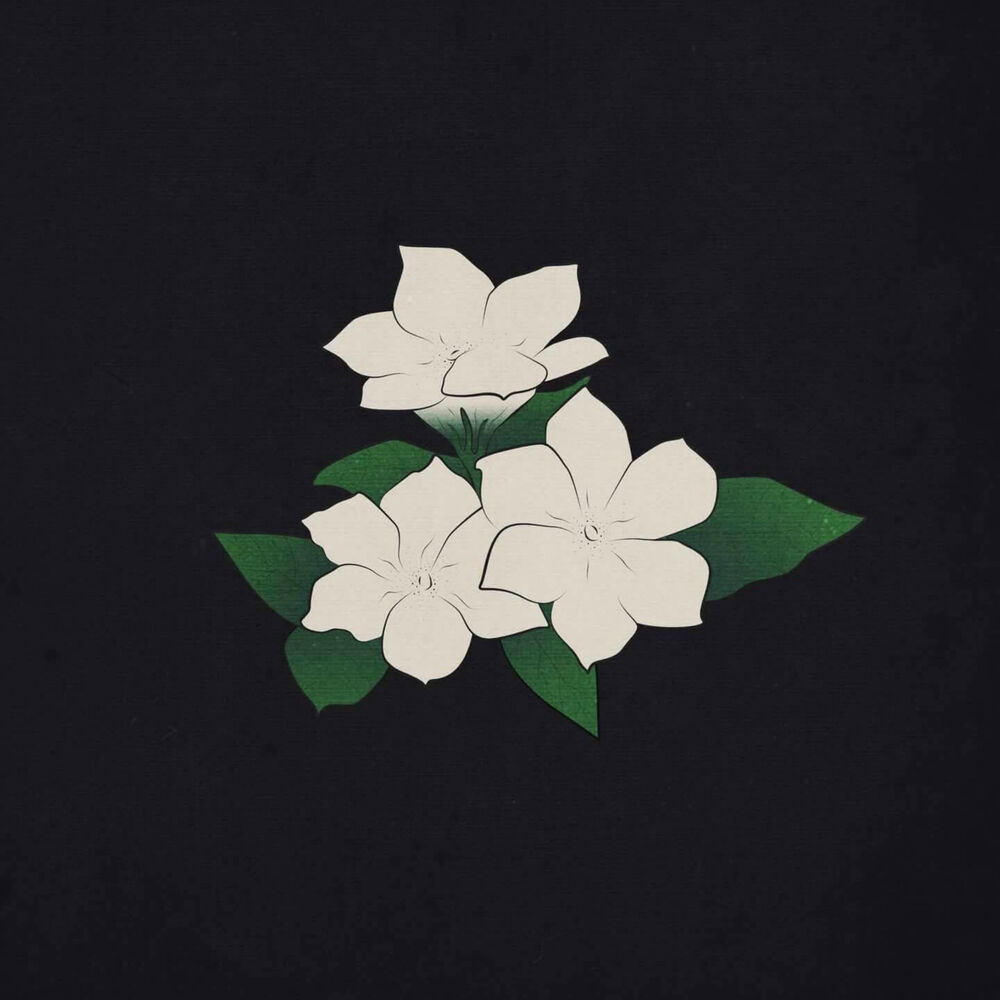Picture of Jasmine