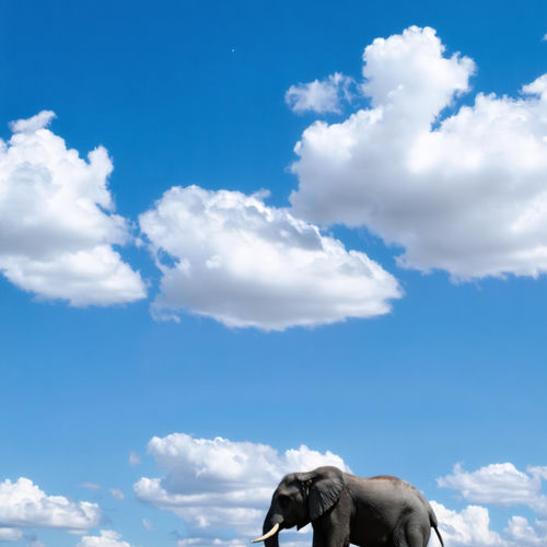 clouds and elephants