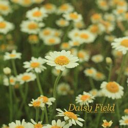 Daisy Field