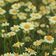 Daisy Field