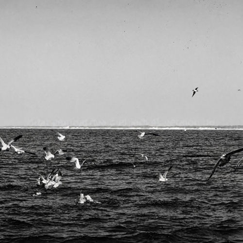 Sodus