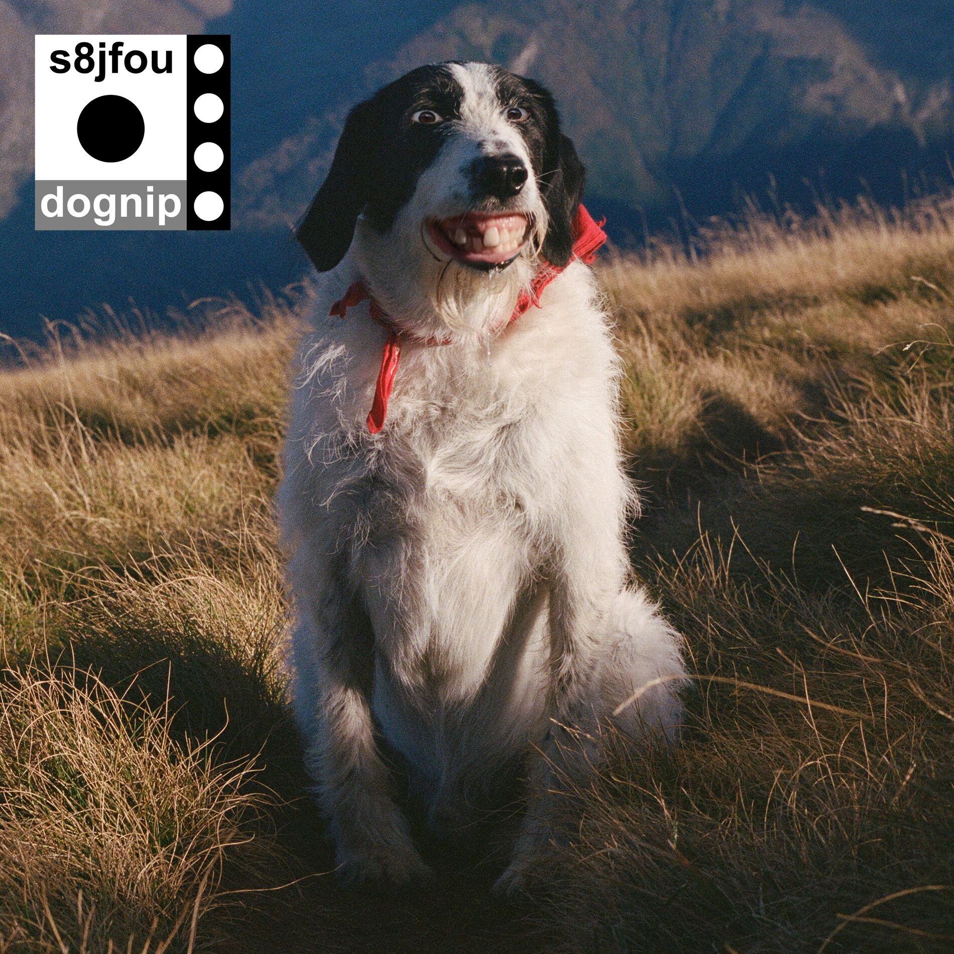 Album cover of Dognip