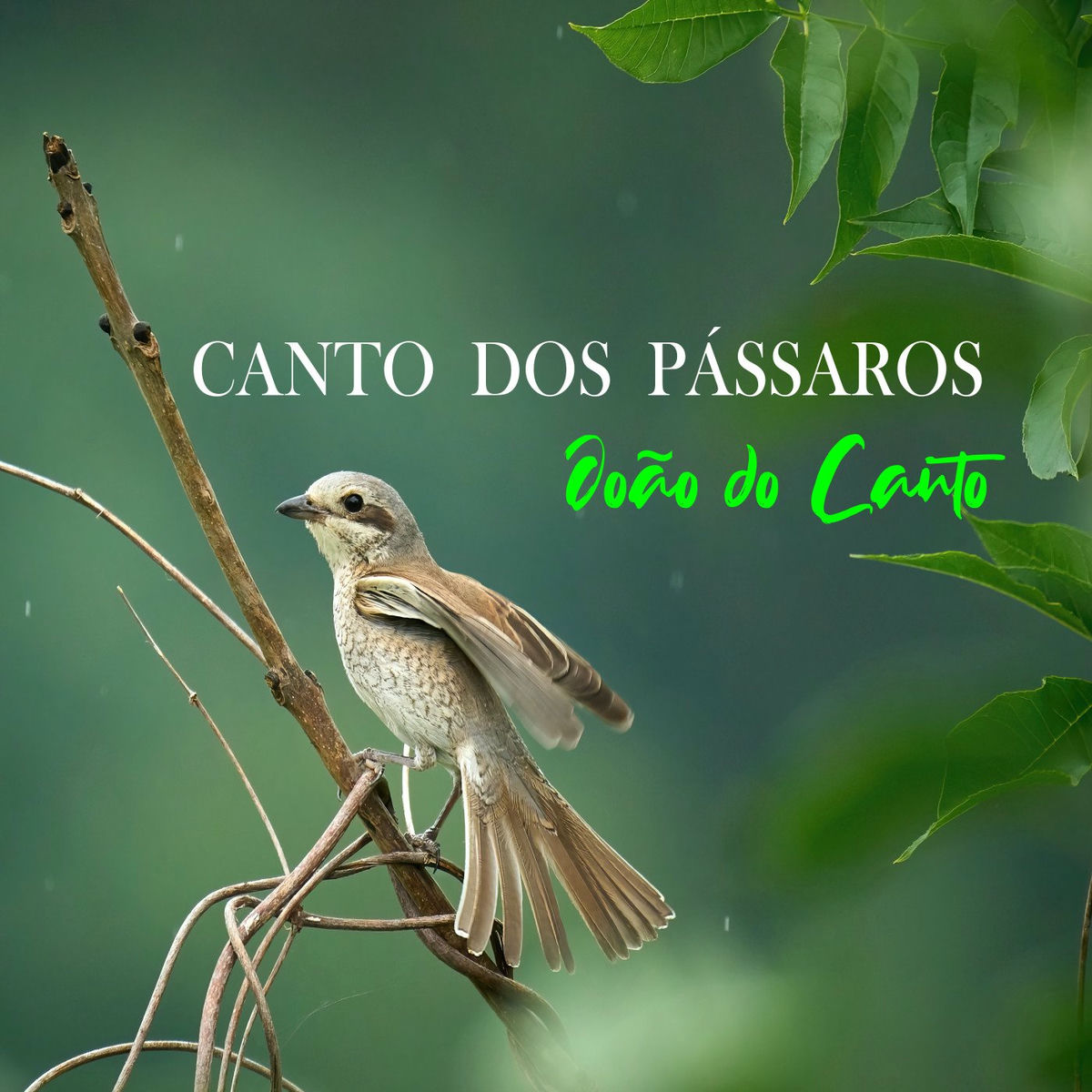 Album cover of Meditando com o Canto dos Pássaros