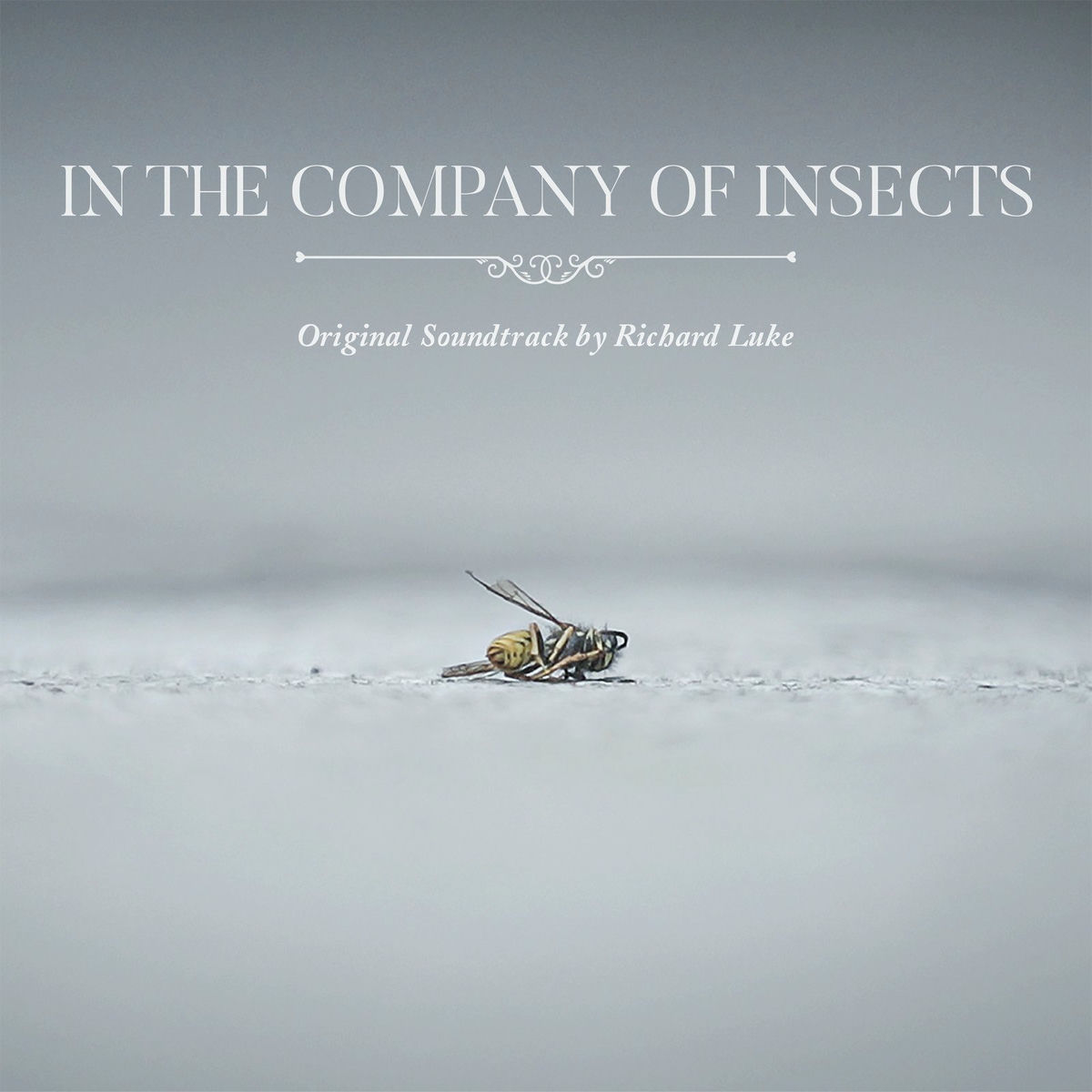 Album cover of In the Company of Insects (Original Soundtrack)