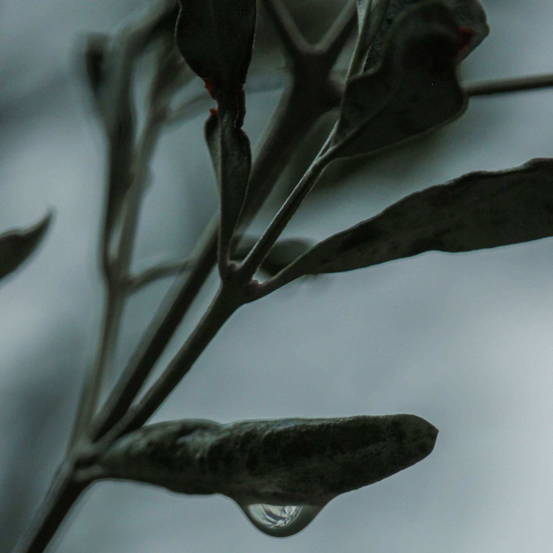 Album cover of Melodías De Meditación Zen Y Spa
