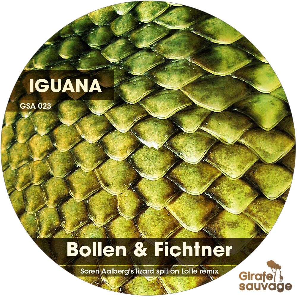 Picture of Iguana