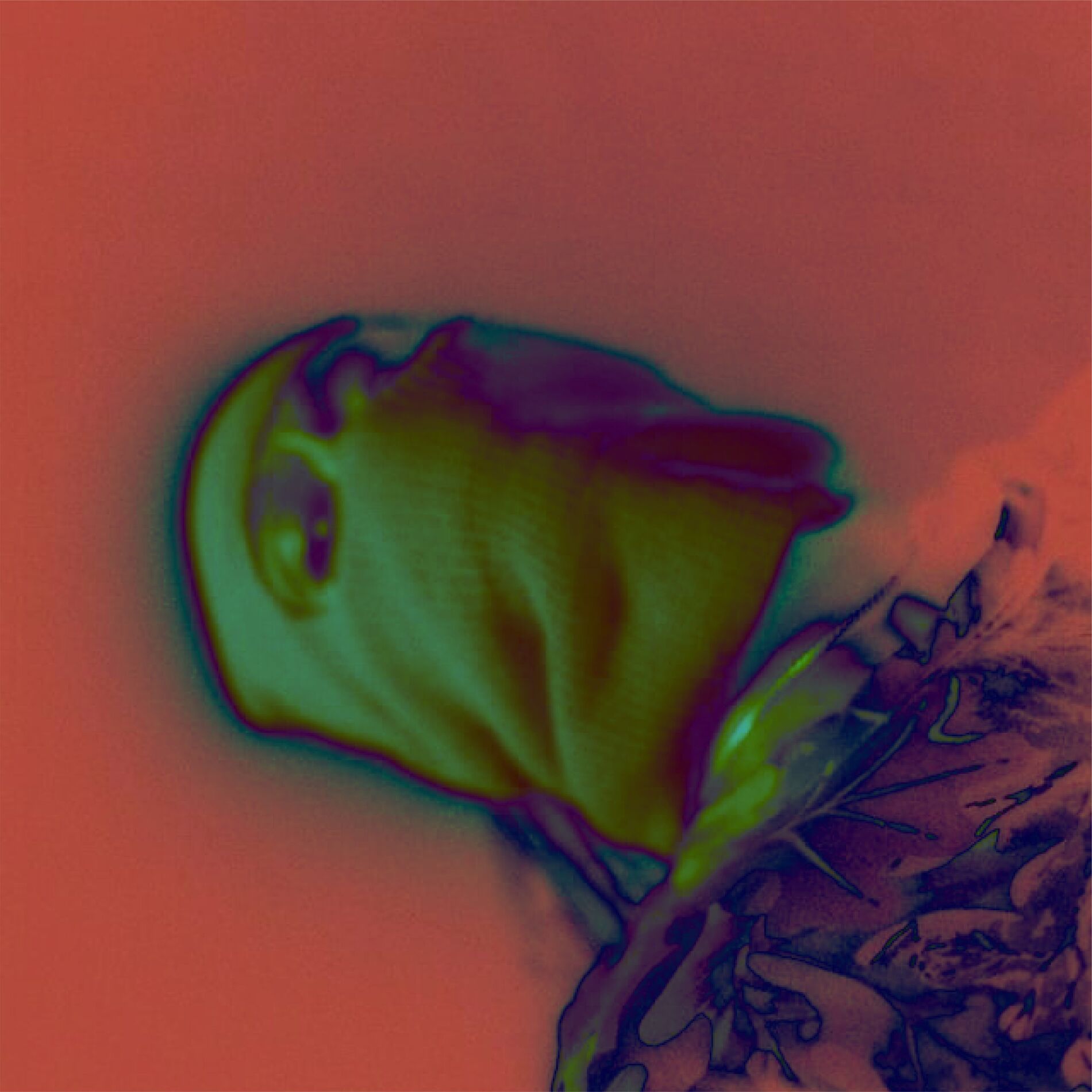 Album cover of AMBER