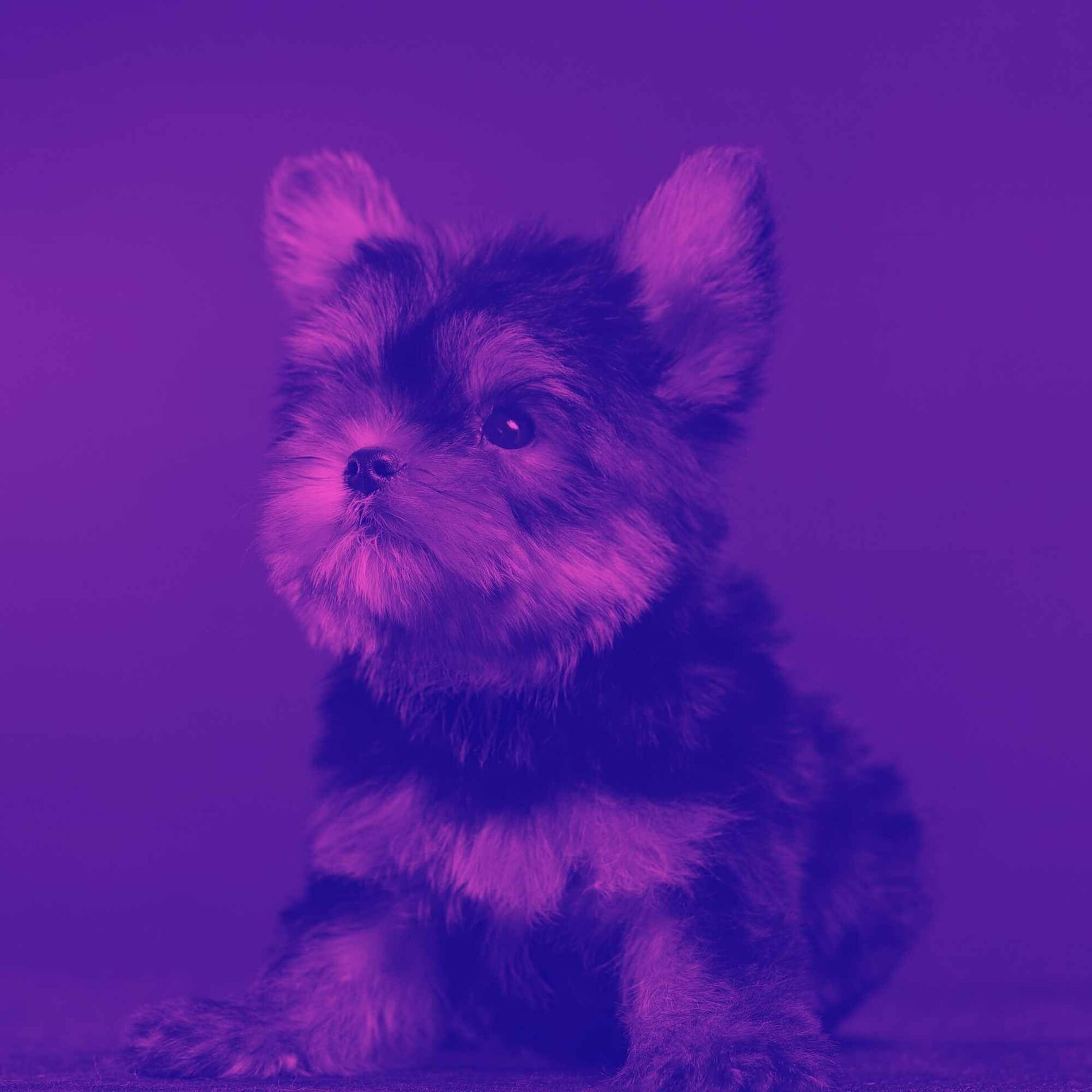 Album cover of Trio Jazz - Background for Puppy Fun