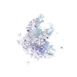 Cover of Wisteria
