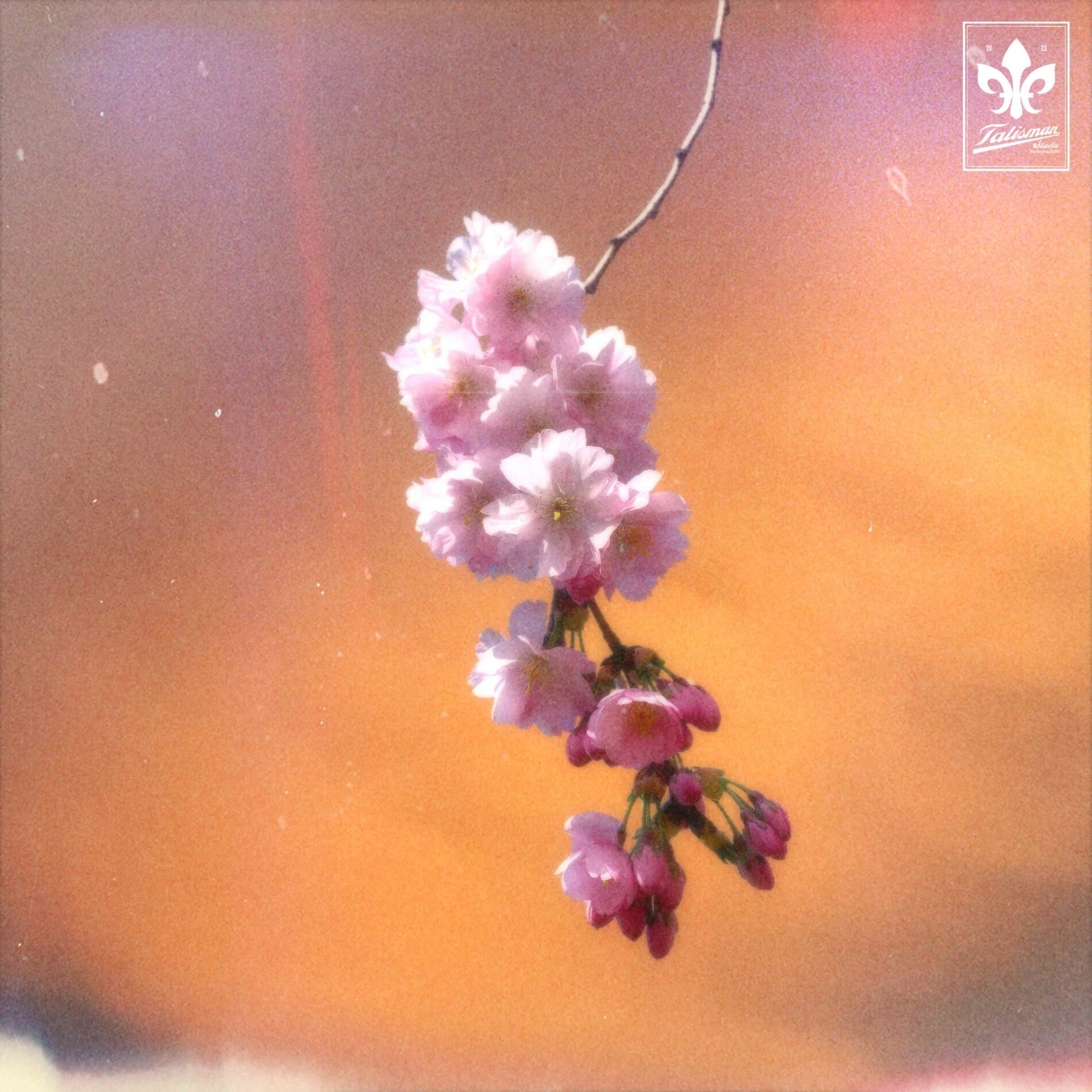 Album cover of Cherry Blossom