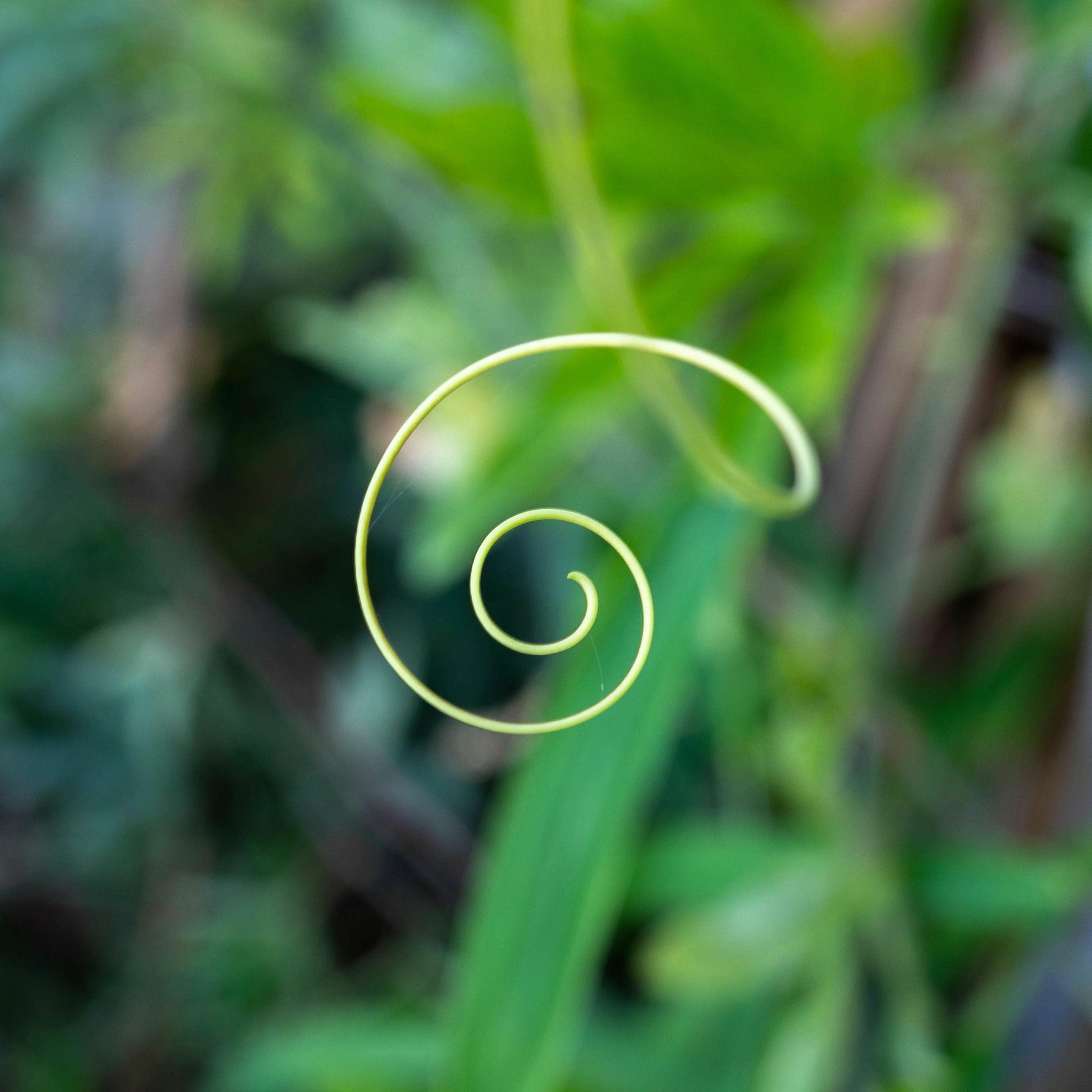 Album cover of 528 Hz Solfeggio Healing