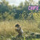 Chipie by Taïro album cover
