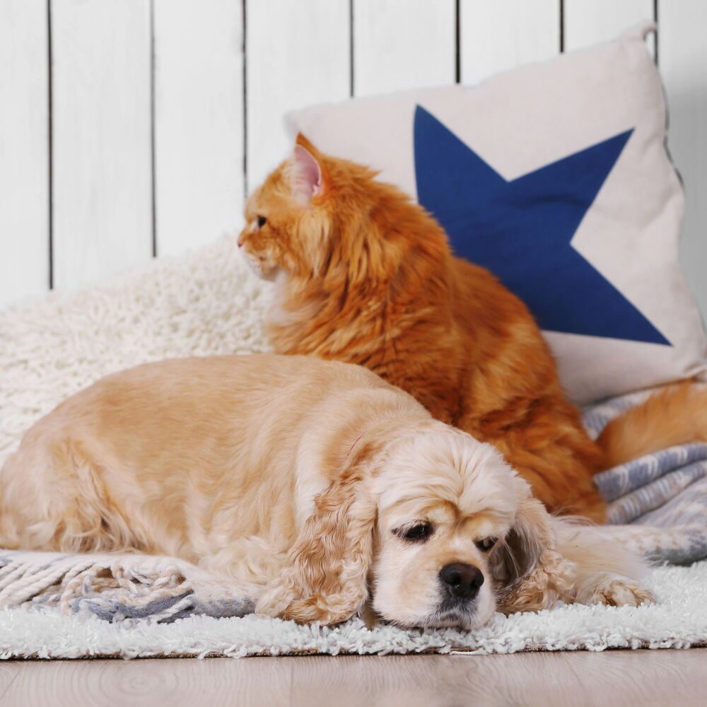 Picture of Ambient Sound: Pet Serenity Lofi Ambient Sounds