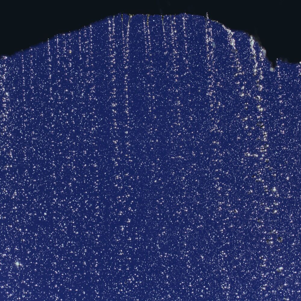 Picture of Wapusk (Rain)