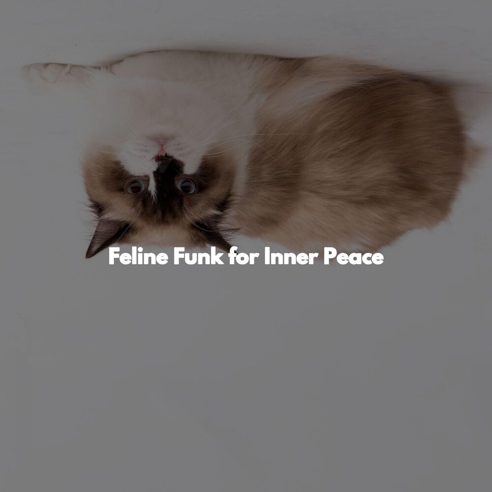 Picture of Feline Funk for Inner Peace