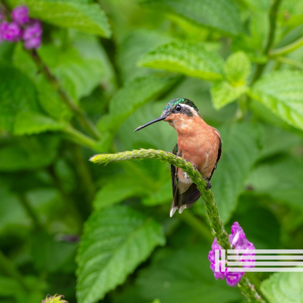 Picture of Sounds Of Singing Birds