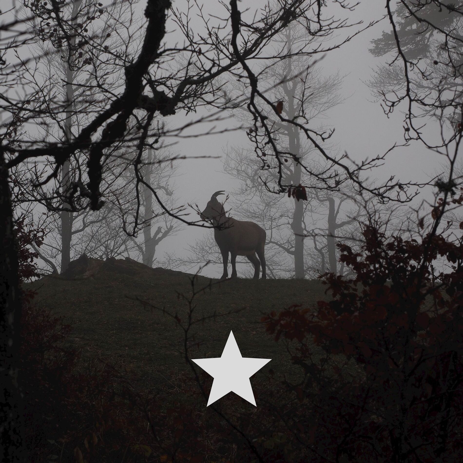 Album cover of Rising