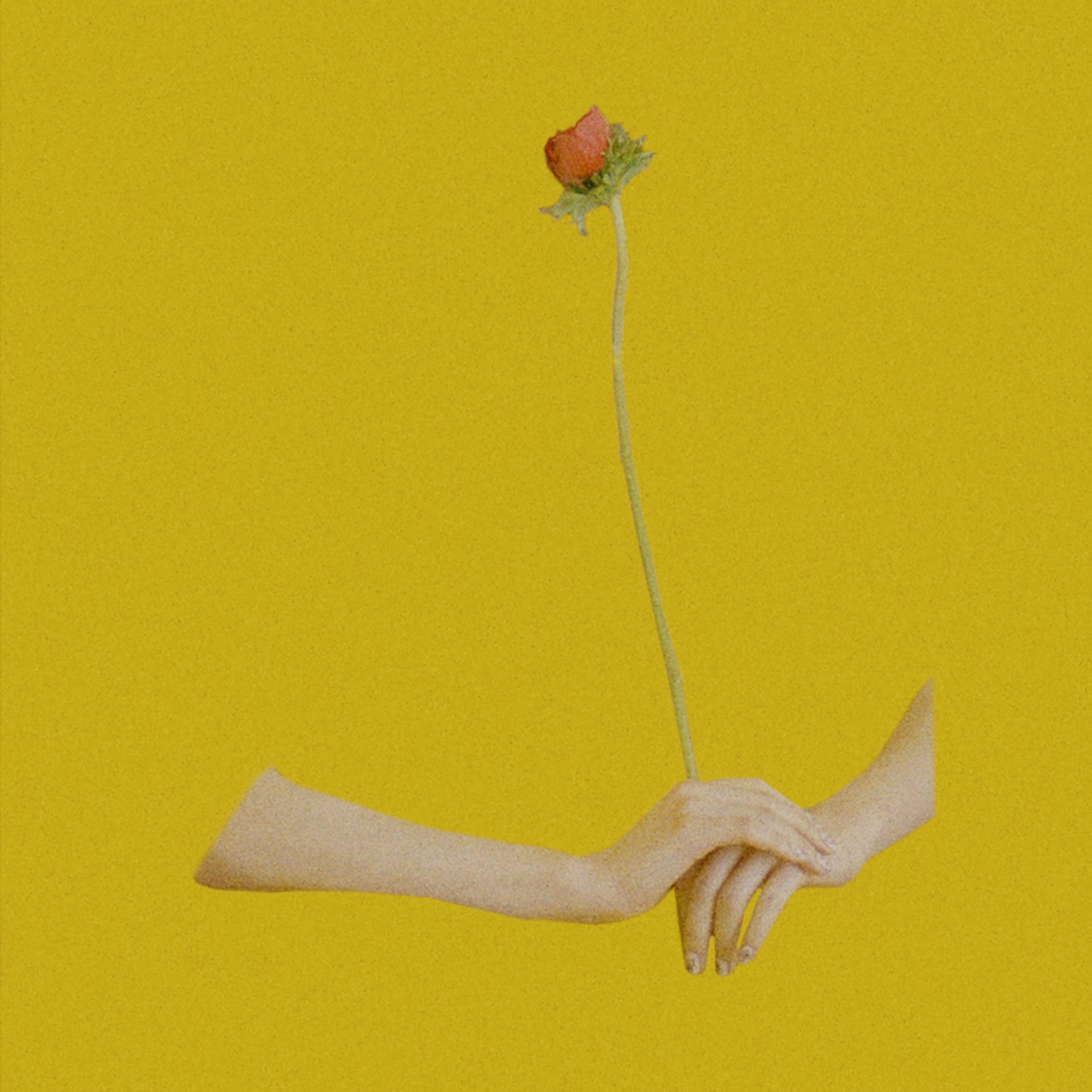 Album cover of Flora