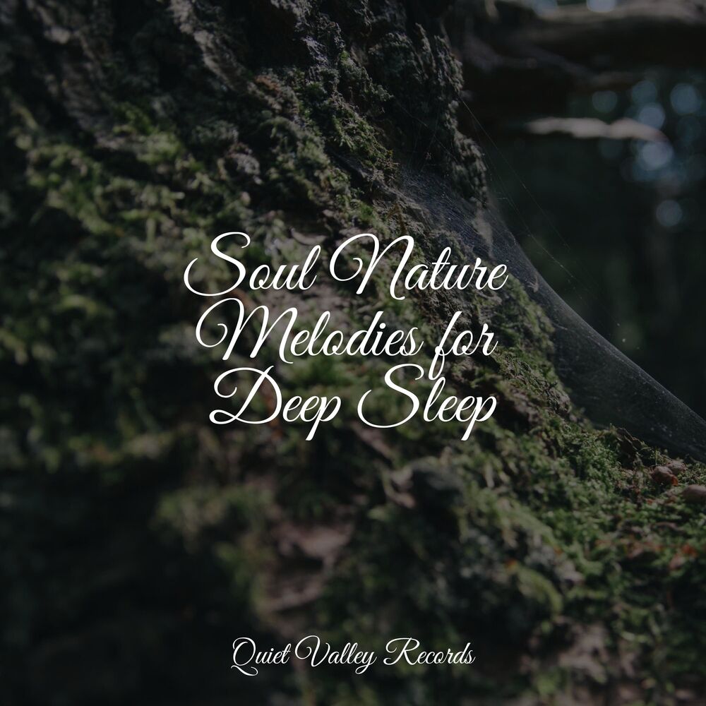 Picture of Soul Nature Melodies for Deep Sleep