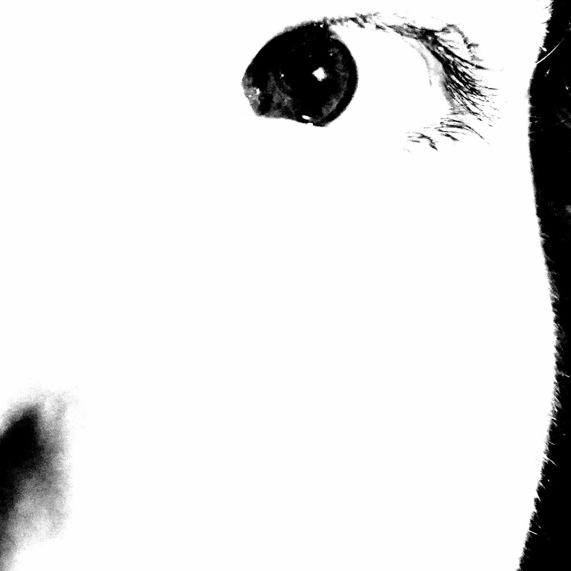 Album cover of Indigo