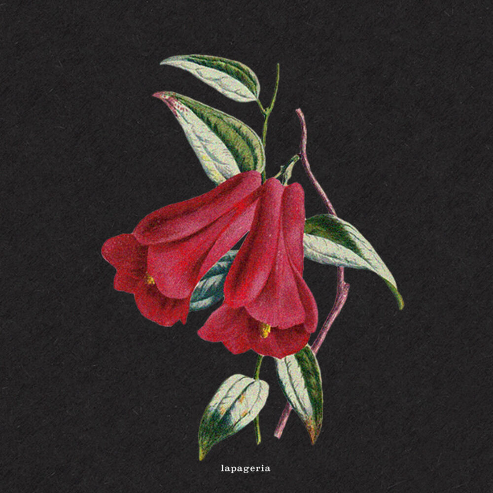 Picture of Flowers