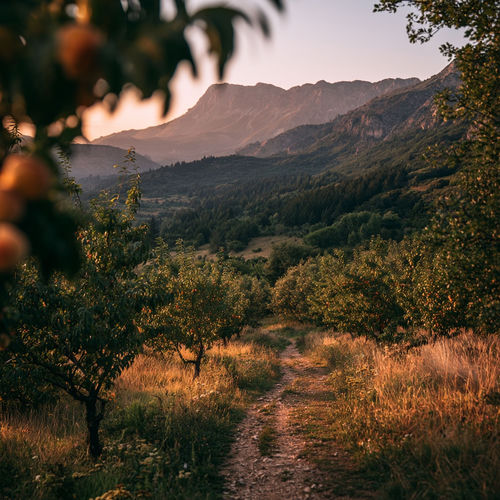 Along the Nature Trail