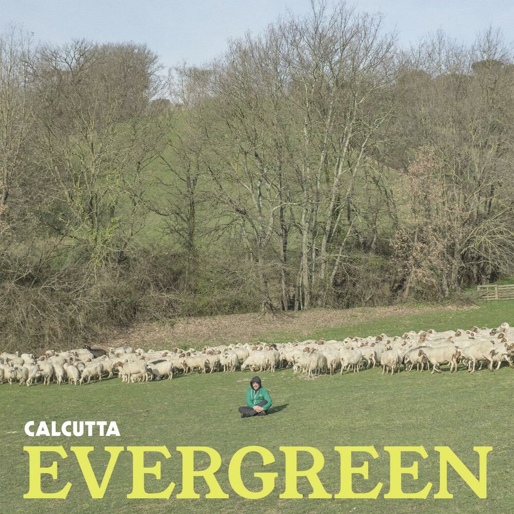 Picture of Evergreen