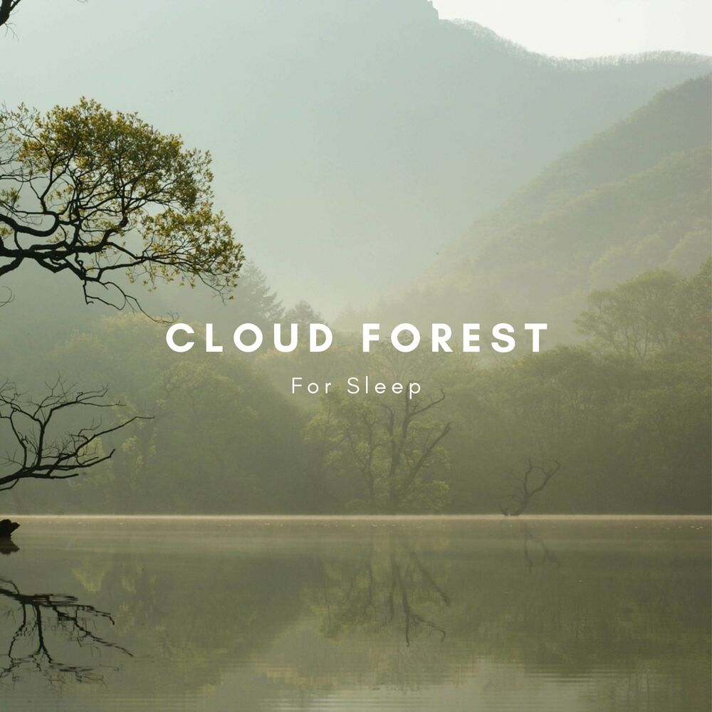 Picture of Cloudy Forest for Sleep
