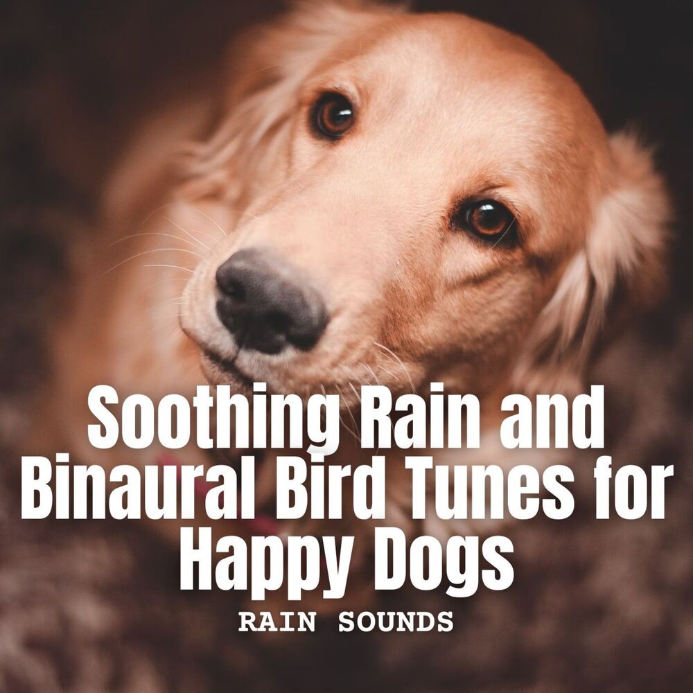 Picture of Rain Sounds: Soothing Rain and Binaural Bird Tunes for Happy Dogs