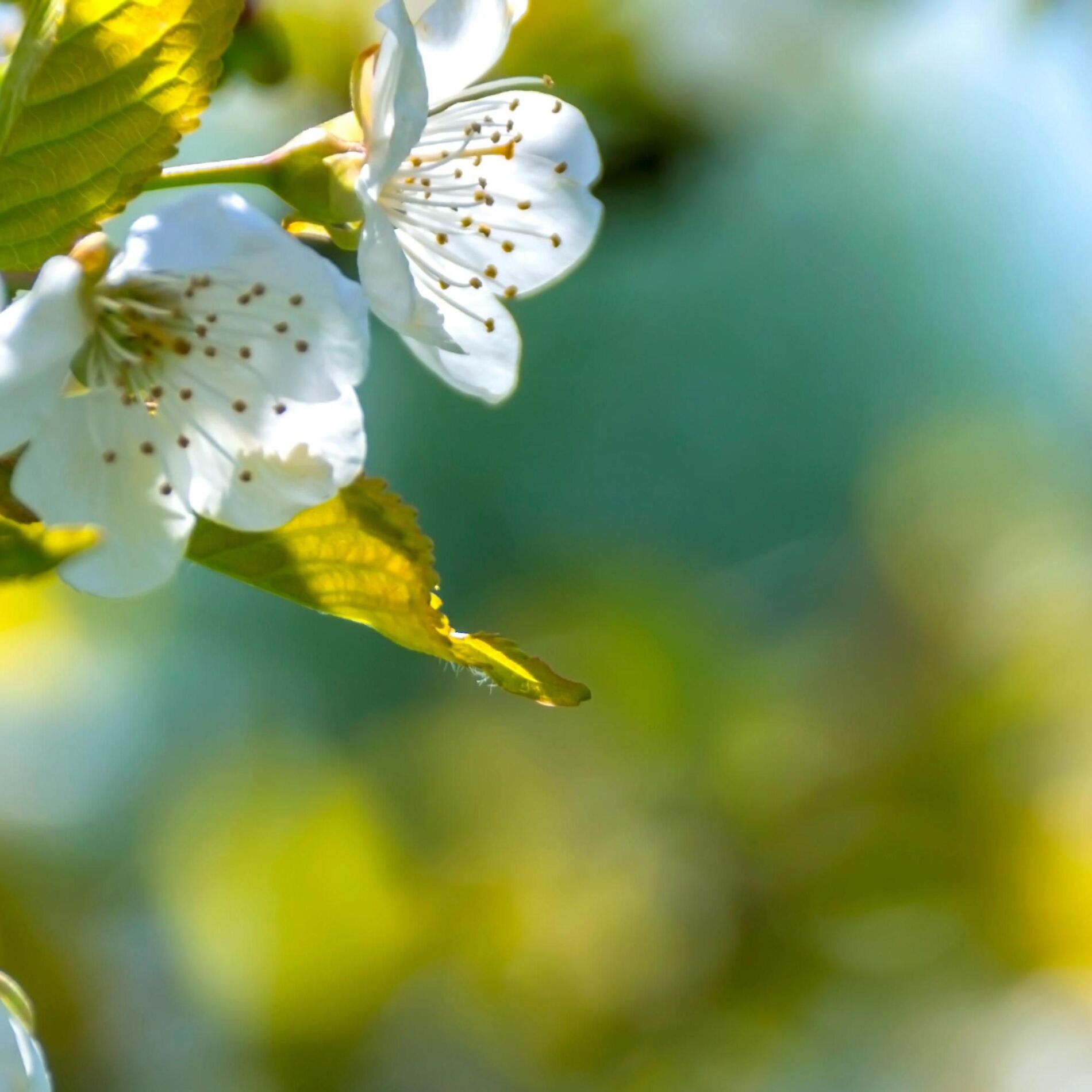 Album cover of Piano Music for the Winter & Spring