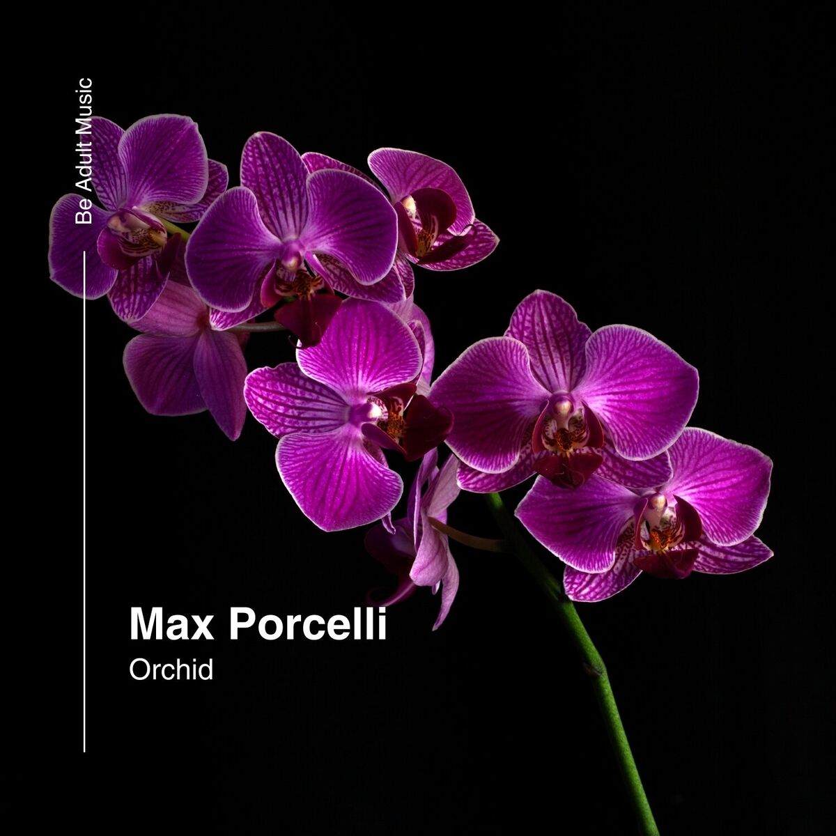Album cover of Orchid
