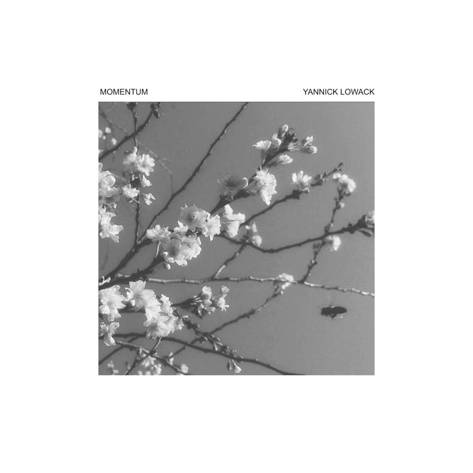 Album cover of Momentum