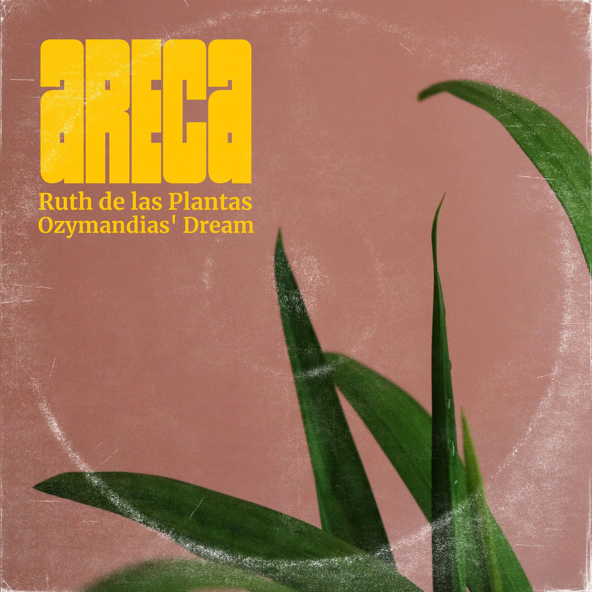 Album cover of Areca