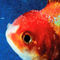 Big Fish by Vince Staples album cover